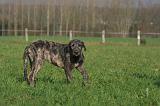 IRISH WOLFHOUND 287